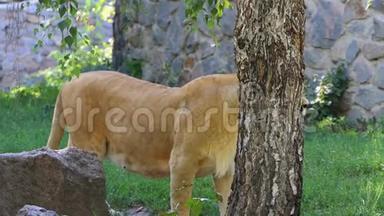 一只大狮子站在石壁附近，夏天绿树成荫
